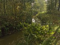 NL, Limburg, Weert, Roeventerpeel 10, Saxifraga-Jan van der Straaten